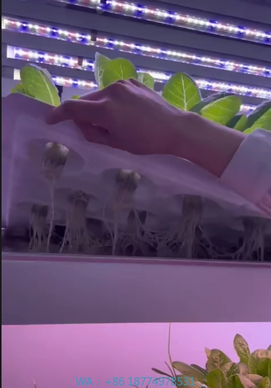 Agriculture Farming Systems - อุปกรณ์การเกษตรในโรงเรือนเพาะเห็ด ผัก ผลไม้ ระบบปลูกพืชแนวตั้งแบบไฮโดรโปนิกส์ ชั้นปลูกพืชในร่ม