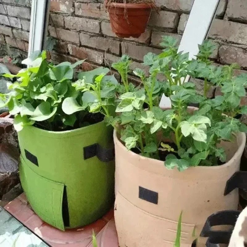 ถุงผ้าสักหลาดสำหรับปลูกมันฝรั่ - Agriculture Vertical Farming บทวิจารณ์และราคา
