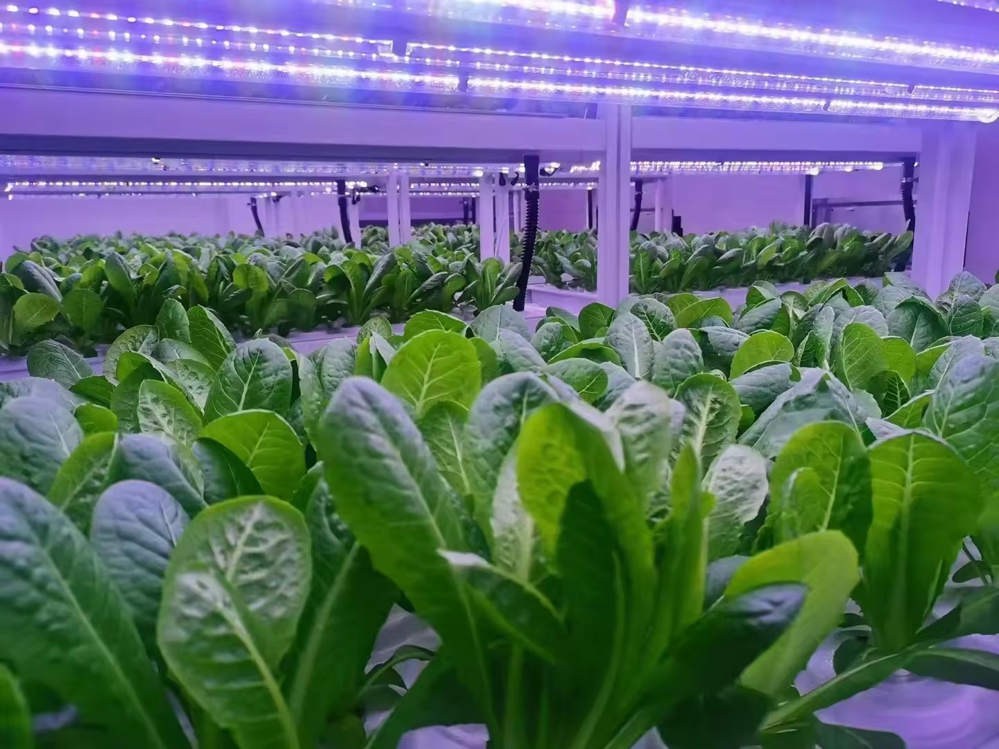 อุปกรณ์การเกษตรในโรงเรือนเพาะเ - Agriculture Farming Systems บทวิจารณ์และราคา