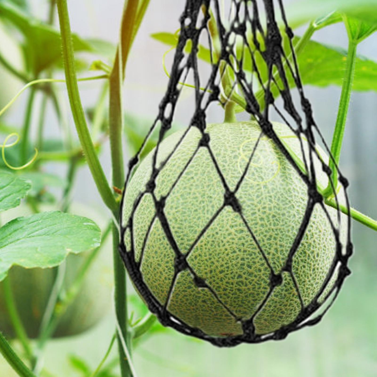 ตาข่ายแตงโม 10 ชิ้น สำหรับแขวน - Agriculture Vertical Farming บทวิจารณ์และราคา