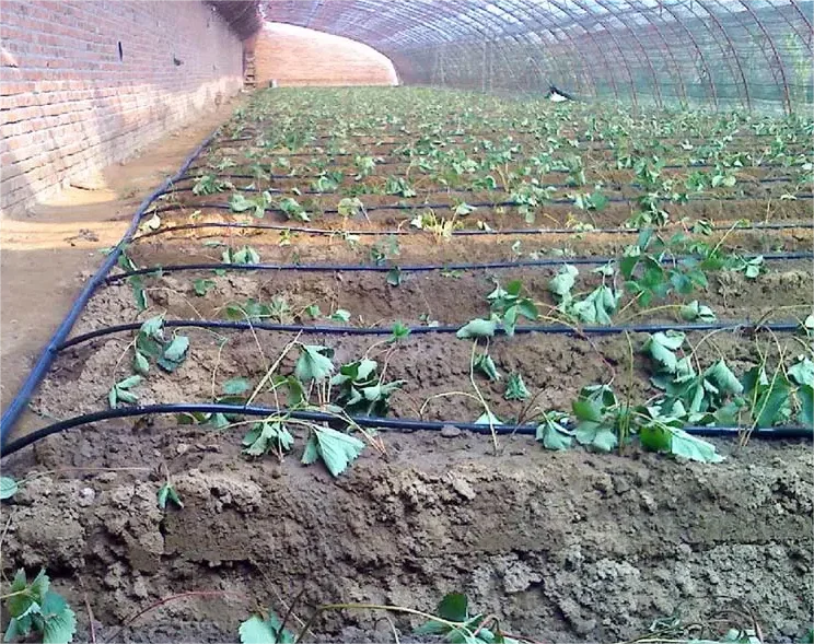 ชุดอุปกรณ์ให้น้ำ 1HA สำหรับการ - Agriculture Farming Systems บทวิจารณ์และราคา