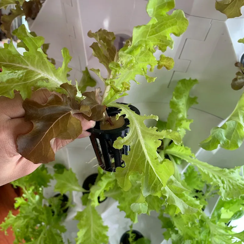 ระบบปลูกพืชแนวตั้งในโรงเรือนเก - Agriculture Vertical Farming บทวิจารณ์และราคา